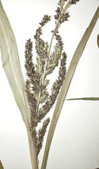 Echinochloa muricata microstachya