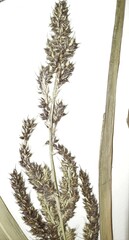 Echinochloa muricata microstachya