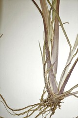 Echinochloa muricata microstachya