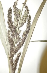 Echinochloa muricata microstachya