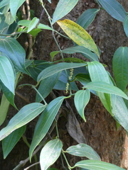 Piper dravidii