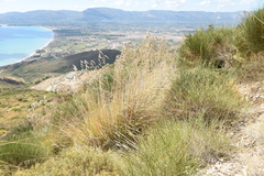 Ampelodesmos mauritanicus