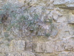 Ptilostemon chamaepeuce