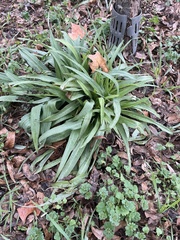 Tradescantia gigantea