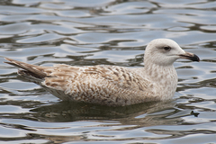 Larus argentatus × hyperboreus