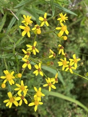 Senecio polyanthemoides