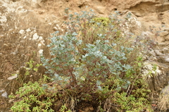 Coronilla valentina glauca
