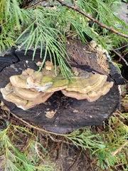Trametes betulina