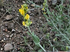 Anthyllis cytisoides