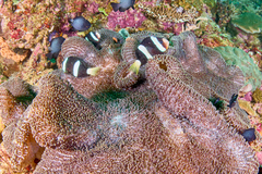 Stichodactyla mertensii