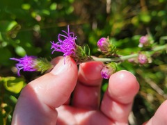 Liatris novae-angliae