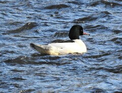Mergus merganser