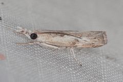 Culladia inconspicuellus