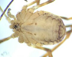 Oligolophus hanseni