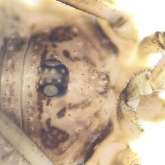 Oligolophus hanseni