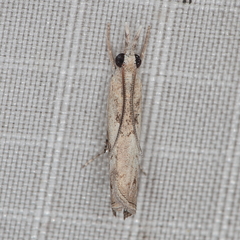 Culladia inconspicuellus