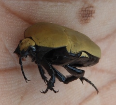 Hologymnetis cinerea