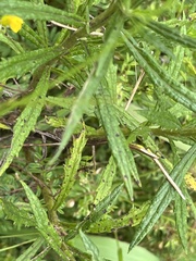 Senecio polyanthemoides