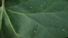 Lichtensia viburni
