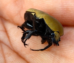 Hologymnetis cinerea