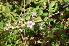 Rubus creticus