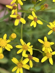 Senecio polyanthemoides