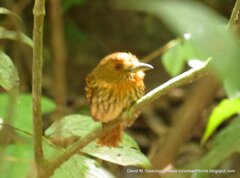 Malacoptila panamensis