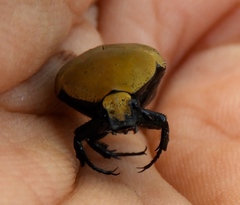 Hologymnetis cinerea