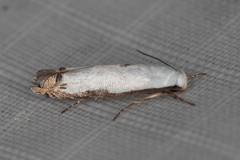 Polyhymno chionarcha