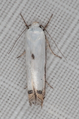 Polyhymno chionarcha