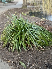 Phyllospadix scouleri