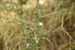 Ononis spinosa antiquorum