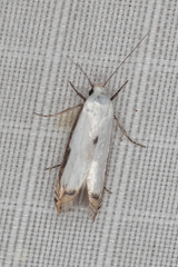 Polyhymno chionarcha