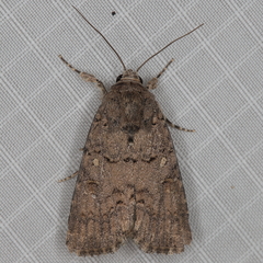 Spodoptera cilium