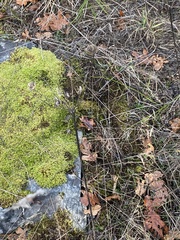 Lomatium nudicaule