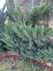 Juniperus sabina