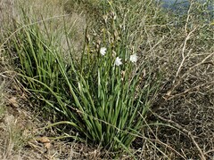 Asphodelus fistulosus