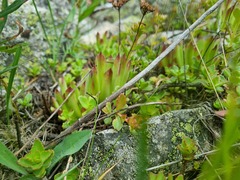 Sempervivum caucasicum