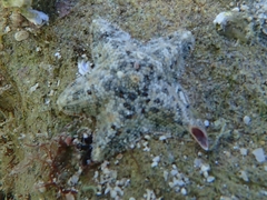 Aquilonastra burtoni
