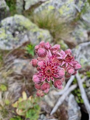 Sempervivum caucasicum