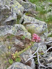 Sempervivum caucasicum