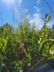 Liatris novae-angliae