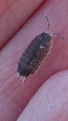 Porcellio evansi