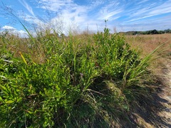 Liatris novae-angliae
