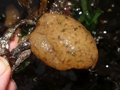 Polyclinum aurantium