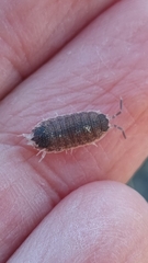 Porcellio evansi