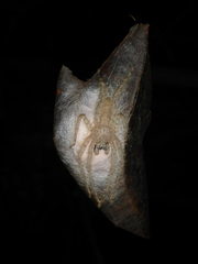 Heteropodinae