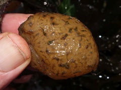 Polyclinum aurantium