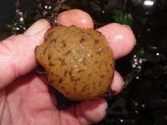 Polyclinum aurantium