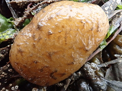 Polyclinum aurantium